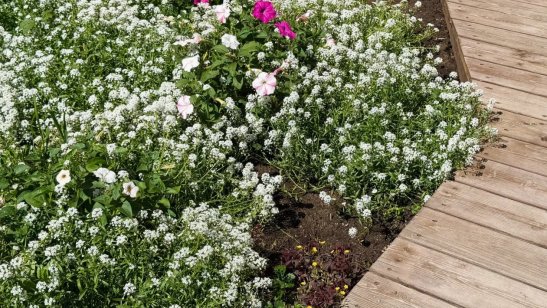 Мирра в Иркутске в Правобережном округе фото 33